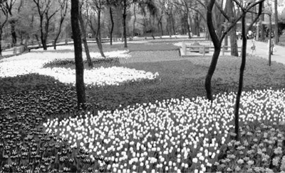 林地中的野花野草，只要用好了就是咱绿化的主力军。5月11日，北京市园林绿化局称，全市将科学应用林下野生花草，治理公园裸露土地，丰富地被植物种类，进一步提升北京公园绿地的景观效果，充分发挥绿化的生态效益。